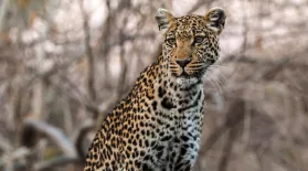 Mama Leopard Uses Sausage Tree to Hunt: asset-mezzanine-16x9