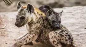 Hyena and Warthog Families Share a Home: asset-mezzanine-16x9