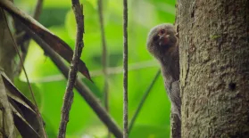 Meet the World's Smallest Monkey: asset-mezzanine-16x9