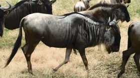 How Wildebeest Saved the Serengeti: asset-mezzanine-16x9