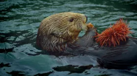 Otters & Orcas: An Alaskan Mystery: asset-mezzanine-16x9