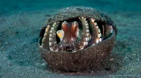 An Octopus' Coconut Home: asset-mezzanine-16x9