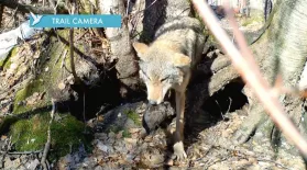 Mom Saves Pups on Wolf Trail Cam: asset-mezzanine-16x9