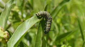 Citizen Science Story: Monarch Larva Monitoring Project: asset-mezzanine-16x9