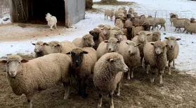 Meet Nanne Kennedy & Her Sheep: asset-mezzanine-16x9