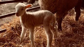 Watch a Baby Lamb Take Its First Steps: asset-mezzanine-16x9