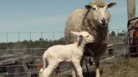 Watch a Lamb Being Born: asset-mezzanine-16x9