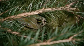 The clever way the tiniest bird warms her nest: asset-mezzanine-16x9