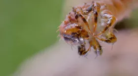 How Carnivorous Caterpillars Attack Their Prey: asset-mezzanine-16x9
