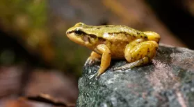 Meet One of the Rarest Frogs on Earth: asset-mezzanine-16x9