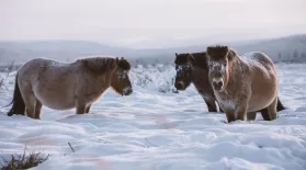 These Arctic Horses Don't Mind the Cold: asset-mezzanine-16x9