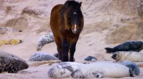 How Seals Help Wild Horses: asset-mezzanine-16x9