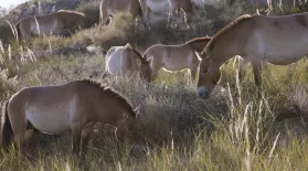 The Wild Horses That Beat Extinction: asset-mezzanine-16x9