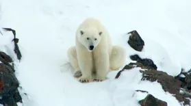 Polar Bear Mom Creates Avalanche to Save Family: asset-mezzanine-16x9