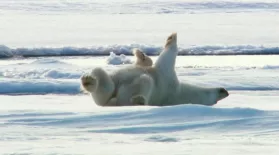 How Polar Bears Dry Off: asset-mezzanine-16x9
