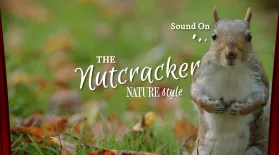 The Nutcracker (NATURE style!): asset-mezzanine-16x9