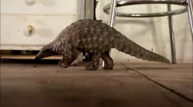 Abused Baby Pangolin Gets a New Home: asset-mezzanine-16x9
