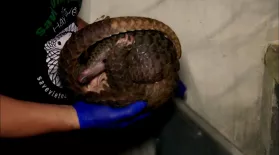 Rescued Pangolins Treated for Injuries: asset-mezzanine-16x9