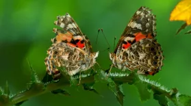 The Remarkable Way that Butterflies Mate: asset-mezzanine-16x9