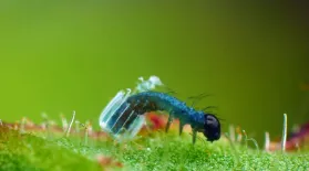 Baby Caterpillar Hatches from Tiny Butterfly Egg: asset-mezzanine-16x9