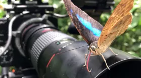 Filming Beautiful Butterfly Footage: asset-mezzanine-16x9