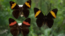 Butterfly Mimicry: asset-mezzanine-16x9