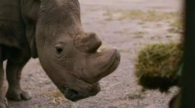 How Sudan Became the Last Male Northern White Rhino: asset-mezzanine-16x9