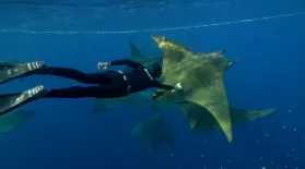 Behind the Lens | Diving Deep with Camera-Wearing Devil Rays: asset-mezzanine-16x9