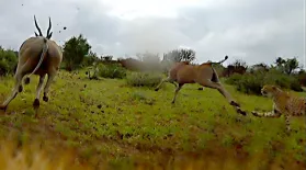 'Cheetah Cam' Captures Chase Through the Bush: asset-mezzanine-16x9