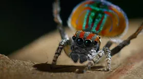 Peacock Spider Performs Colorful Dance to Attract Mate: asset-mezzanine-16x9