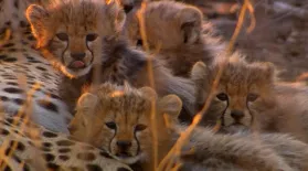 Cameraman Discovers Five Baby Cheetahs: asset-mezzanine-16x9