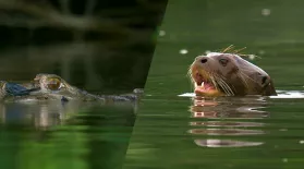 Giant River Otters Defeat Large Black Caiman: asset-mezzanine-16x9
