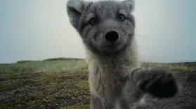 Arctic Foxes Break Filmmaker's Camera: asset-mezzanine-16x9