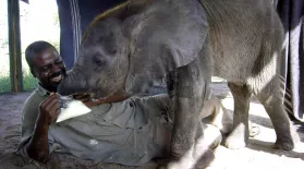 How Not to Feed a Baby Elephant: asset-mezzanine-16x9