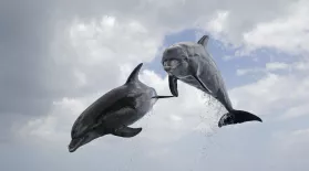 Dolphins: Spy in the Pod | Part 2: asset-mezzanine-16x9