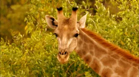 Giraffes: Africa's Gentle Giants: asset-mezzanine-16x9