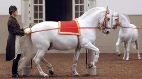 Legendary White Stallions: asset-mezzanine-16x9