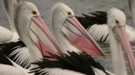 Outback Pelicans: asset-mezzanine-16x9