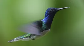 Hummingbirds: Magic in the Air: asset-mezzanine-16x9