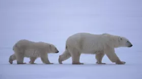Arctic Bears: asset-mezzanine-16x9