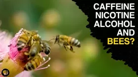 Are Bees the Addicts of the Animal Kingdom?: asset-mezzanine-16x9