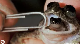 Meet The Frog That Barfs Up Its Babies: asset-mezzanine-16x9