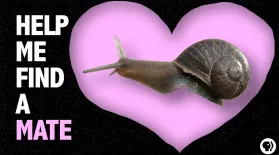 Help a Snail Find True Love!: asset-mezzanine-16x9