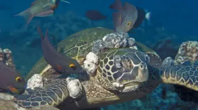 Sea Turtles Get Herpes, Too: asset-mezzanine-16x9