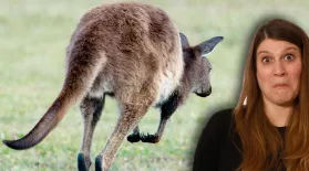 Could Kangaroo Farts Curb Global Warming?: asset-mezzanine-16x9