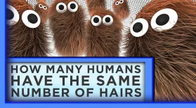 How Many Humans Have the Same Number of Body Hairs?: asset-mezzanine-16x9