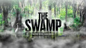 The Swamp: asset-mezzanine-16x9