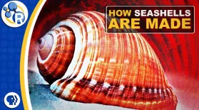 How Seashells Are Made: asset-mezzanine-16x9