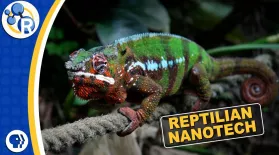 Chameleons Are Masters of Nanotechnology: asset-mezzanine-16x9