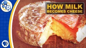 How Milk Becomes Cheese: asset-mezzanine-16x9